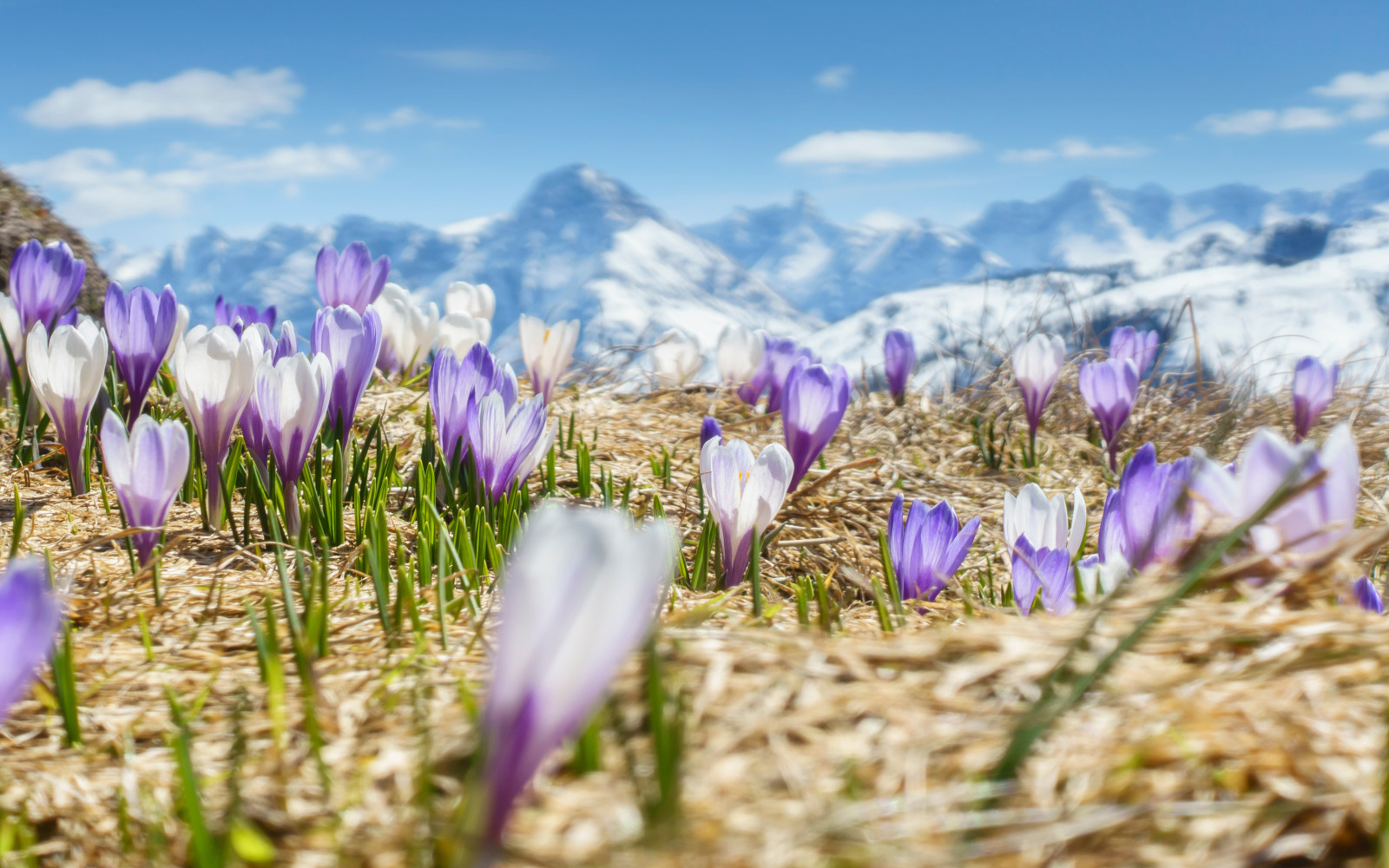 Frühlingsblumen in den Bergen, die zu einem Urlaub im Hotel Palace einladen sollen und Frühlingsgefühle ausstrahlen