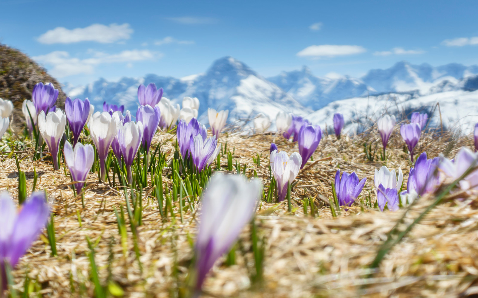 Frühlingsblumen in den Bergen, die zu einem Urlaub im Hotel Palace einladen sollen und Frühlingsgefühle ausstrahlen