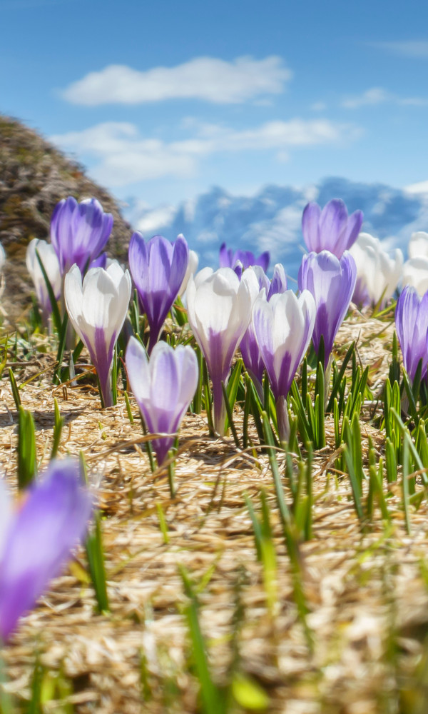 Frühlingsblumen in den Bergen, die zu einem Urlaub im Hotel Palace einladen sollen und Frühlingsgefühle ausstrahlen