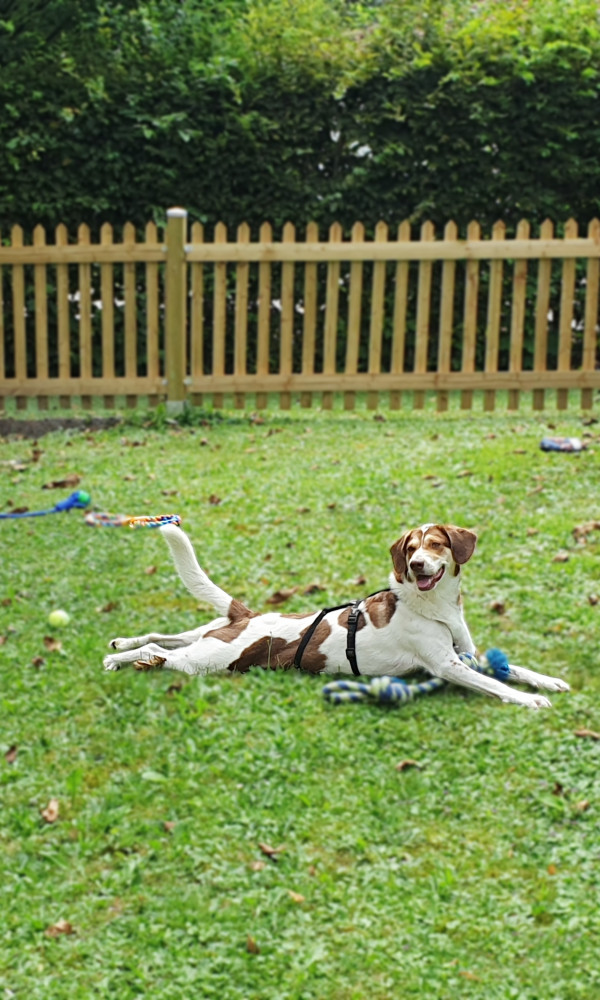 Johannesbad Hotel Fuessinger Hof Hundeplatz 2