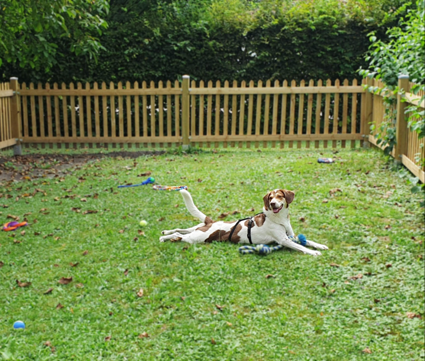 Johannesbad Hotel Fuessinger Hof Hundeplatz_k